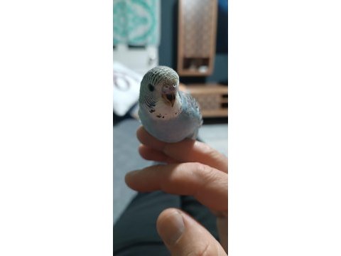 Yeni yeme düşmüş muhabbet kuşu yavrular