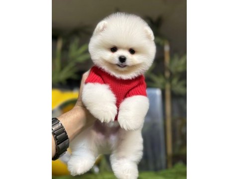 Üst düzey belgeli pomeranian boo yavrularımız