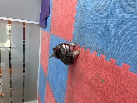 Safkan a kalite muhteşem genetik french bulldog yavruları
