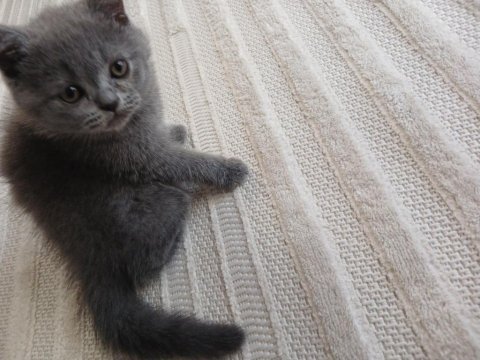 2.5 aylık erkek british shorthair