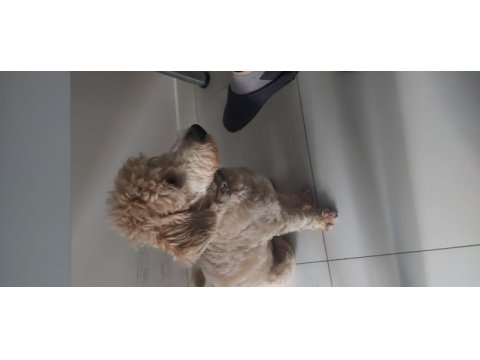 4 aylık yavru maltipoo