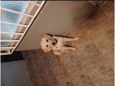 Yavru golden retriever aşılar tam
