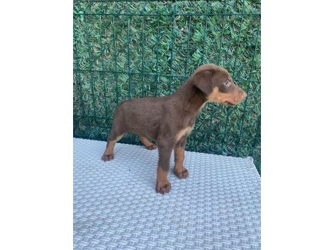 Doberman kızıl ırk