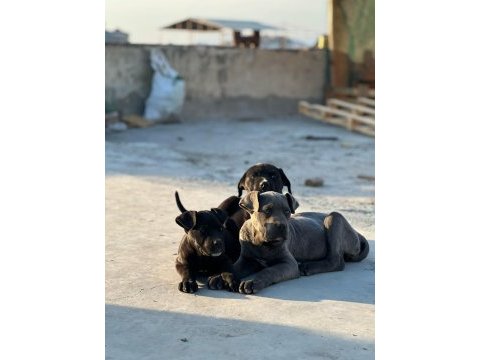 Cane corso köpeği yavrularımız