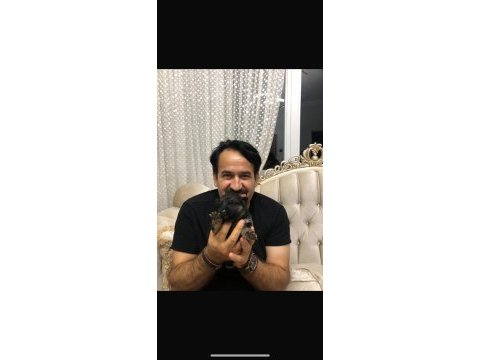 K9 alman kurdu yavrularımız potyumda
