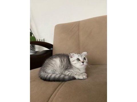 Scottish fold silver