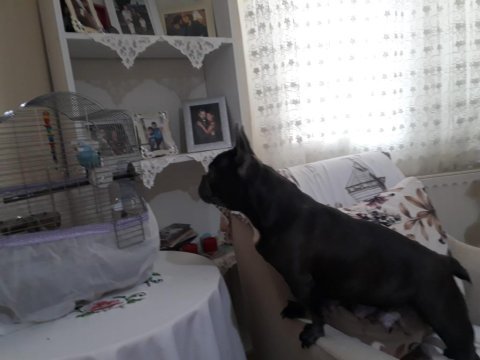 Blue and tan french bulldog