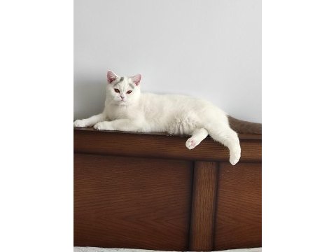 1.5 yaşında british shorthair