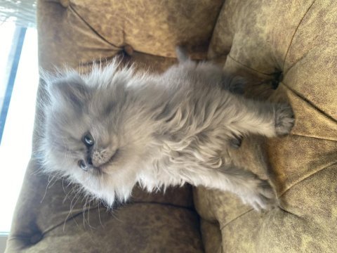 Sosyal british longhair kardeşler