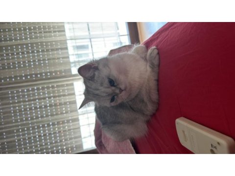 Tatlış pembe burun british shorthair kızım ruby