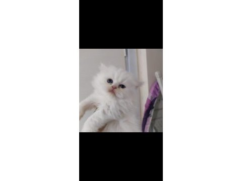 British longhair point dişi yavrum