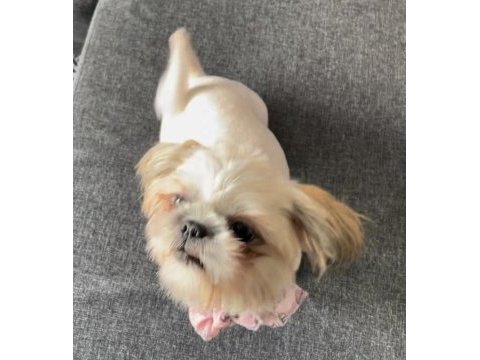 1 yaşında shih-tzu kızımız
