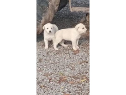 Safkan akbaş yavruları