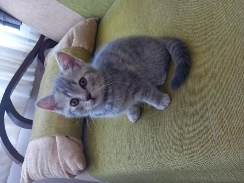 British shorthair 2 aylık yavrular