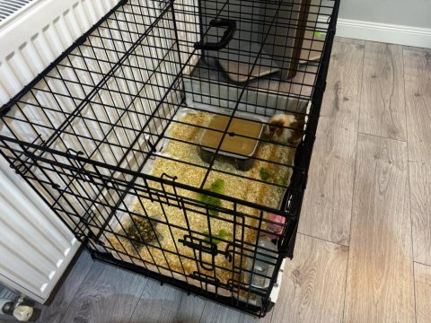 Ginepig yeni sahibini arıyor