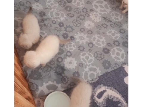 Minik kediler kuzucuklarım