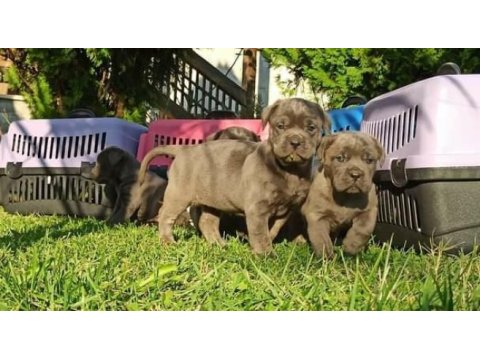 İstanbulda 45 günlük safkan blue cane corso