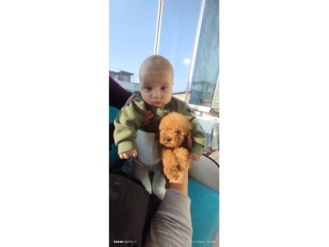 Yeni ev arkadaşınız poodle