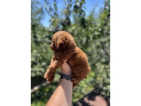 Kore poodle yavru baby face