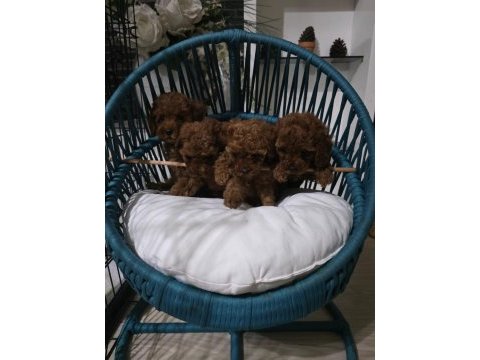 Toy poodle yavrumuz