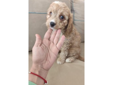 Antialerjenik cavapoo yavruları