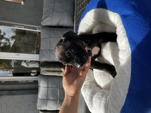Cane corso yavrularımız
