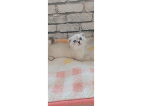 3 erkek kardeş 50 günlük