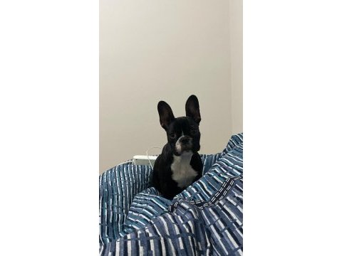 Çok sevimli ve enerjik dolu dişi french bulldog
