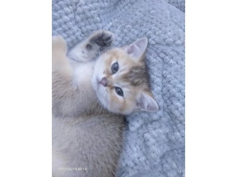 Gold british shorthair yavrumuz rezerveye açılmıştır