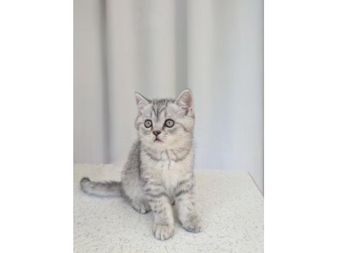 Kedimiz lokum un 4 adet british shorthair yavrusu