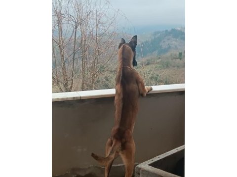 Yavru belçika malinois