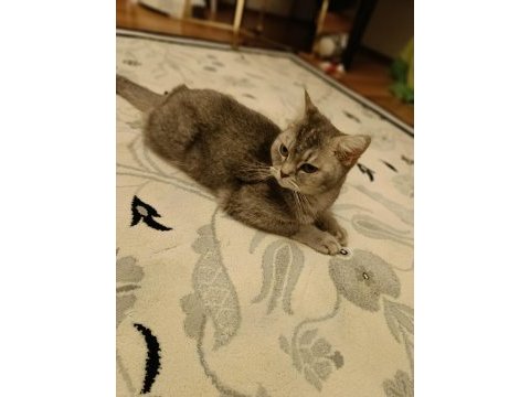 Ücretsiz dişi british shorthair