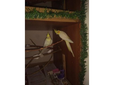 Albino white face pearl grey takım ve tek sultan