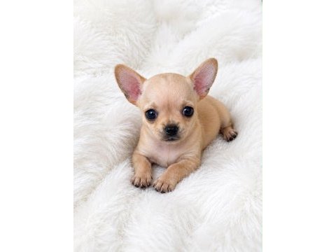 Wc eğitimli gold chihuahua