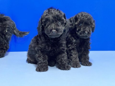 Siyah poodle yavru