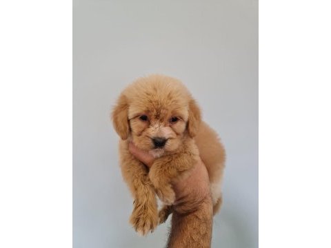 Poodle ayarında maltipoo baby