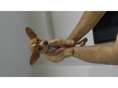 3 aylık eğitimli chihuahua