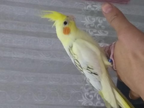 6 aylık dişi evcil uysal sultan papağanı