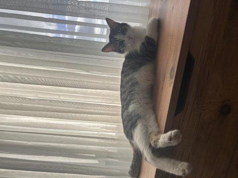 Cana yakın sevimli kedimiz
