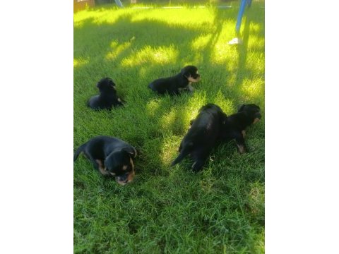 Bir avuç mutluluk köpeğimiz