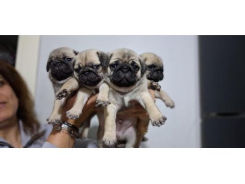 Pug mops bebekler
