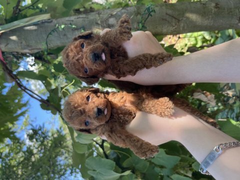 Toy poodle bebekler