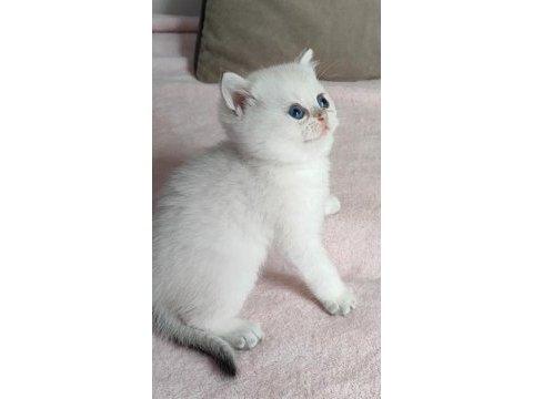 Safkan british shorthair