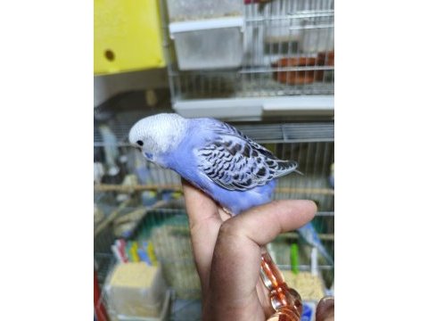 Ele alıştırmalık muhabbet kuşlar