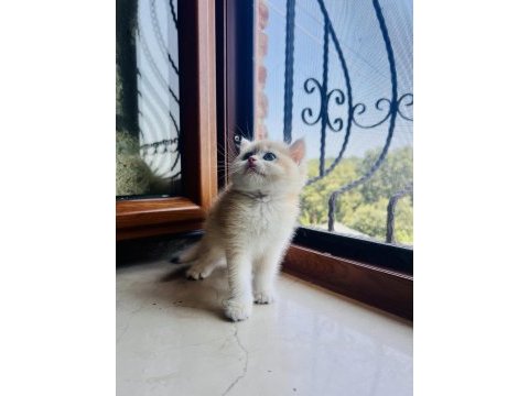 Saf kan golden british shorthair yavrular (wcf kayıtlı)