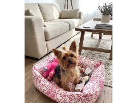 Oyuncu ve sevgi dolu dişi yorkshire terrier