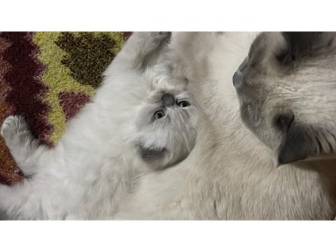 Scottish fold blue point long hair 0 kulak