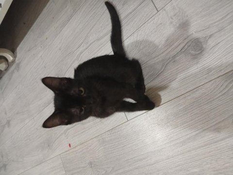İki adet siyam kedisi yavru