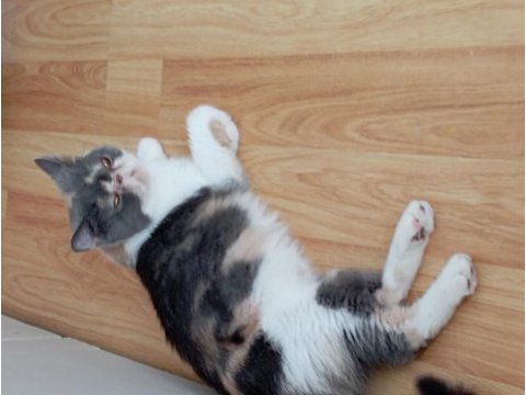 Exotic shorthair şeker yuvasını arıyor