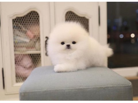 Pomeranian boo ırkının en nadide kalitesi